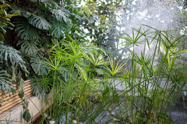 Foto papyruspflanzen mit wasserspray-hintergrundbeleuchtung cyperaceae unter einem funkelnden nebel im gewächshaus