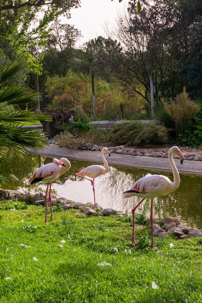 Paquete de flamencos rosas en el estanque en el parque safari Badoca