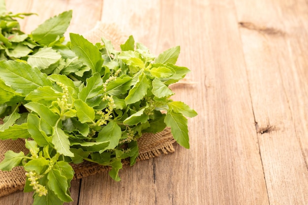 Paquete de hojas de albahaca verde tailandesa o albahaca peluda sobre fondo de mesa de madera Concepto de alimentos y atención médica