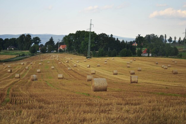 Paquetes de rollos de heno en las tierras de cultivo