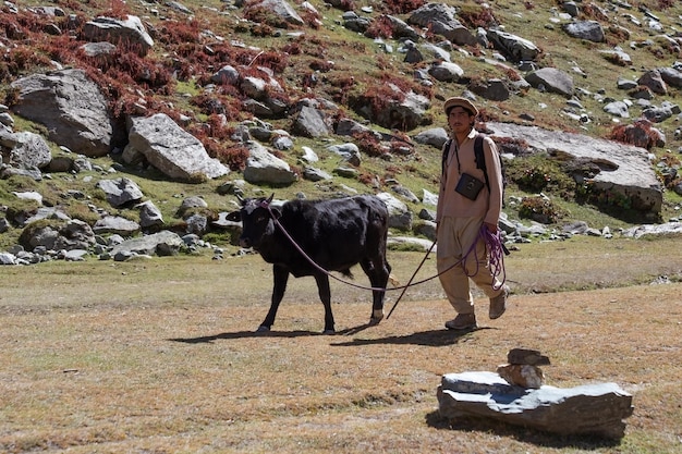 Paquistaneses matam gado no acampamento base da montanha Rakaposhi, Paquistão