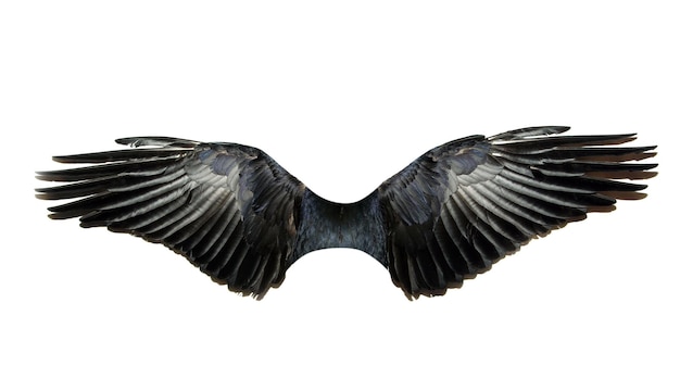 Foto par de alas aislado en blanco