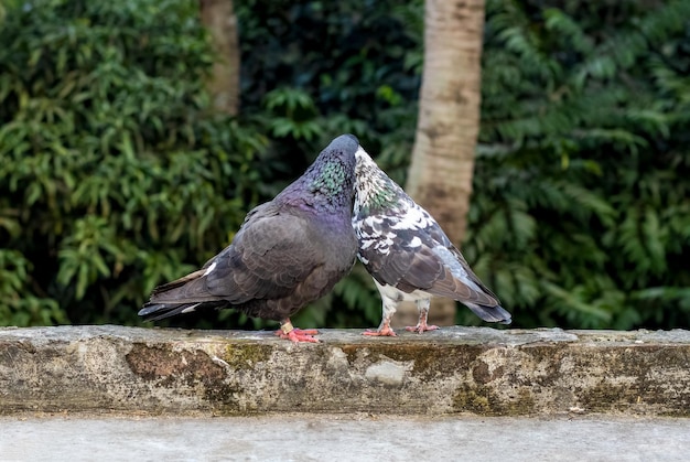 Un par de apareamiento de palomas domésticas comunes en la azotea