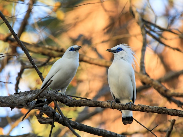 Un par de Bali Starling o Myna Leucopsar rothschildi posaron muy bien capturados por la tarde.