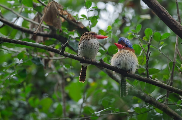 Par, banded, kingfisher, pássaros, perching, ramo