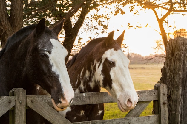 Foto par de caballos al atardecer en el campo.