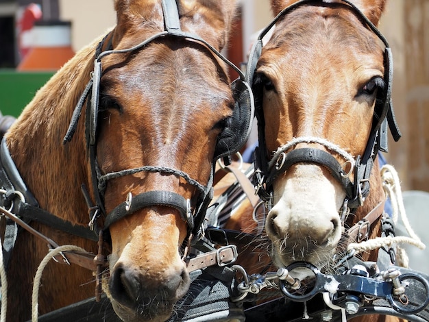 Par de caballos en arnés