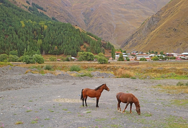 Par de caballos pastando en el campo de la aldea de Sno las estribaciones de las montañas del Cáucaso en Kazbegi Georgia