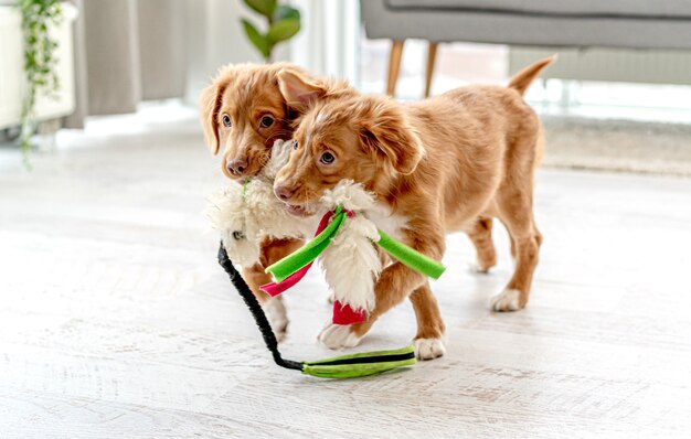 Par de cachorros toller mordiendo un peluche en casa