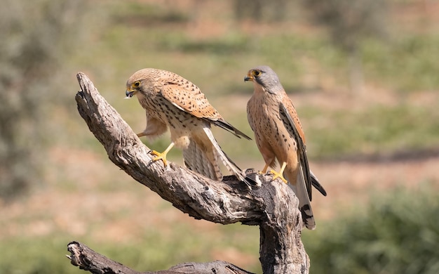 Par de cernícalo común Falco tinnunculus posado en una rama