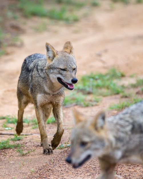 Par de chacales de Sri Lanka caminan en busca de presas en el parque nacional de Yala