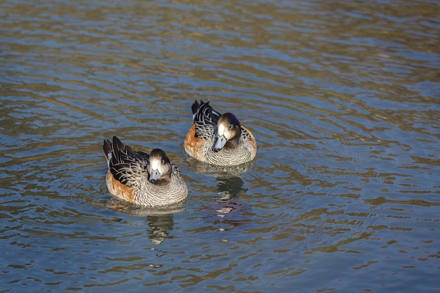 Un par de Chiloe Wigeon (Anas sibilatrix) nadando a través de un lago