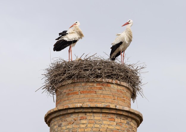 Par de cigüeñas blancas Ciconia ciconia en el nido ubicado en una vieja torre