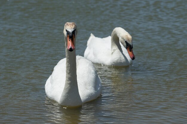 un par de cisnes blancos nadan en el lago