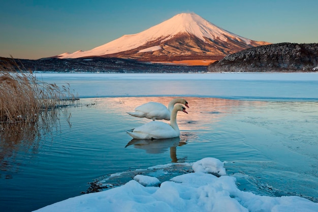 Un par de cisnes mudos en el lago Kawaguchi interrumpen el reflejo del monte Fuji Japón