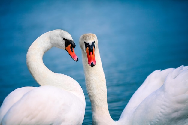 Un par de cisnes nadando en el lago.