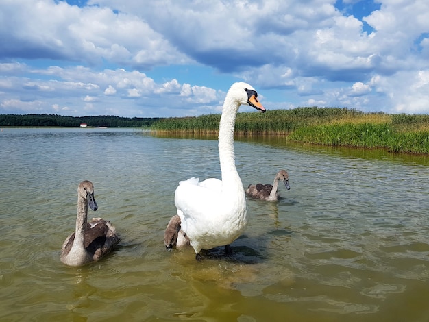 Un par de cisnes con sus hijos Familia de cisnes