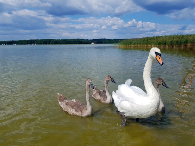 Un par de cisnes con sus hijos Familia de cisnes