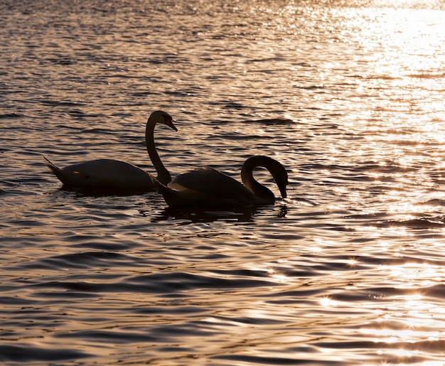 Un par de cisnes