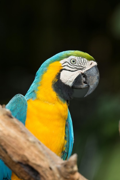 Par de coloridos loros guacamayos