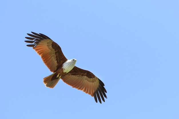 Un par de cometas Brahminy de aves volando en el cielo.