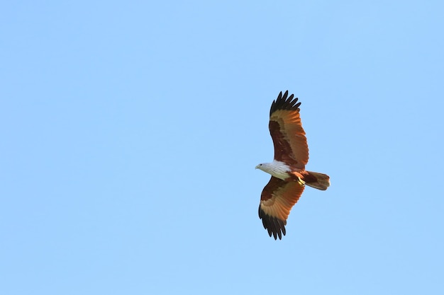 Un par de cometas Brahminy de aves volando en el cielo.