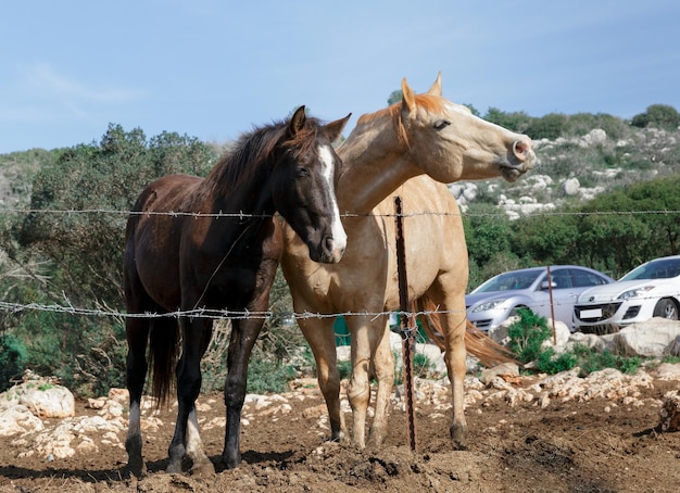 Par de belos cavalos na natureza