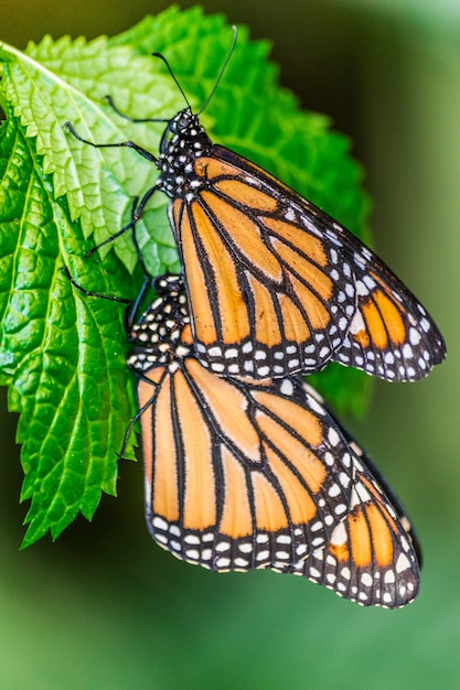 Par de borboletas-monarca (Danaus plexippus) em folhas verdes com vegetação verde escura