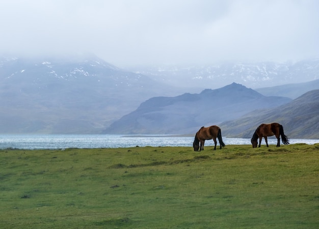 Par de cavalos islandeses pastam nas terras altas da Islândia ocidental Península de Snaefellsnes Espetacular paisagem vulcânica de tundra com montanhas crateras lagos estradas de cascalho