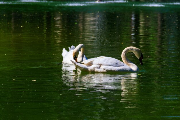 Par de cisnes brancos nadando no lago