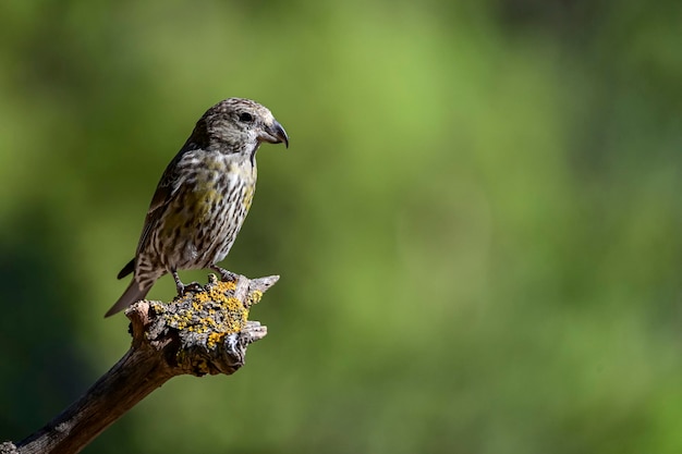 Par de crossbills ou loxia curvirostra empoleirado em um galho