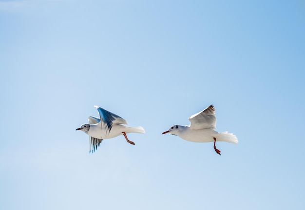 Par de gaivotas voando no céu sobre as águas do mar