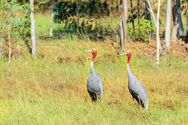 Par de guindaste tailandês Sarus, província de Buriram, Tailândia