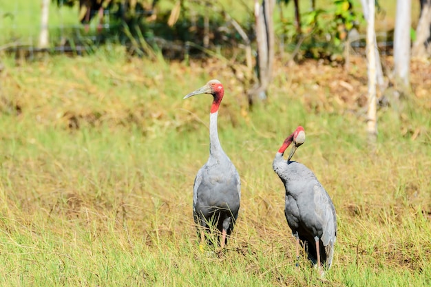 Par de guindaste tailandês Sarus, província de Buriram, Tailândia