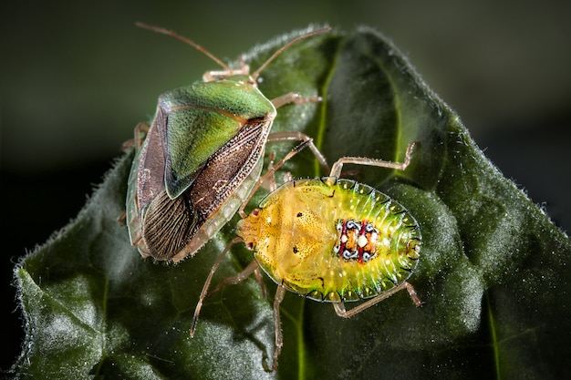 Par, de, inseto bedbug, ligado, folha, extremo, cima, foto