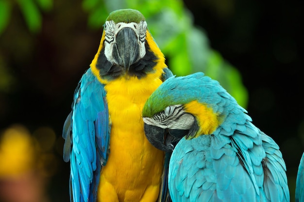 Par de papagaios de araras coloridas