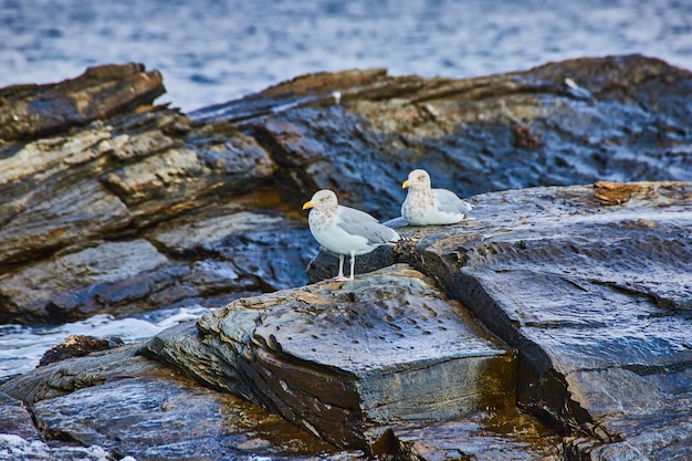 Par de pássaros gaivota na costa rochosa do Maine com água