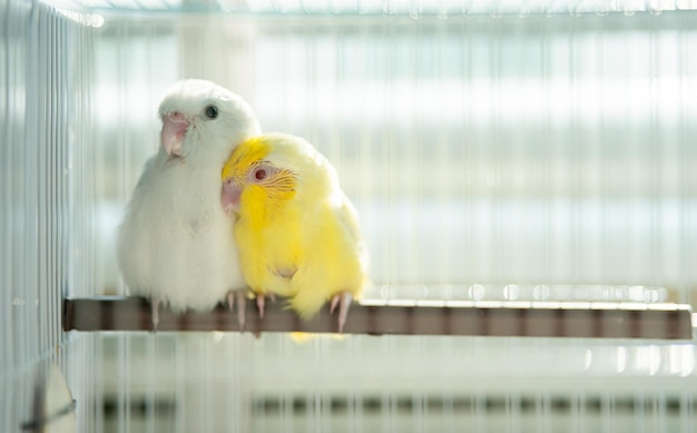 Par de pequeno papagaio periquito branco e amarelo pássaro forpus na gaiola