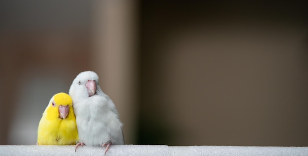 Par de pequeno papagaio periquito branco e amarelo pássaro Forpus