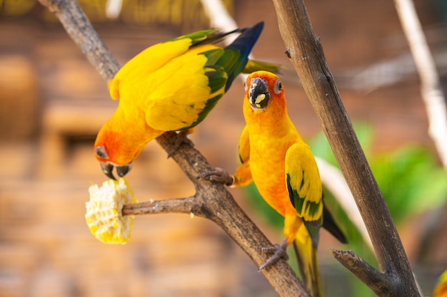 Par de periquito um laranja brilhante papagaios comendo milho. Observação de pássaros