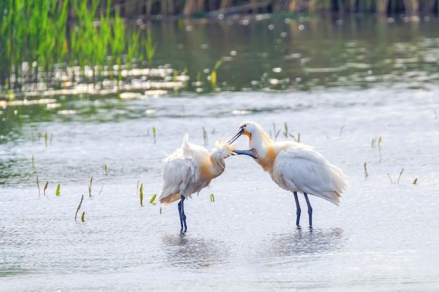 Par de Spoonbill da Eurásia em pé na água