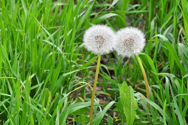 Un par de dientes de león en un césped verde Postal de primavera Lugar para texto