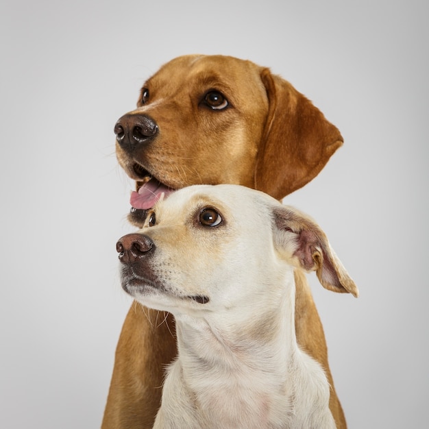 Par de dos perros expresivos posando en el estudio con fondo blanco.