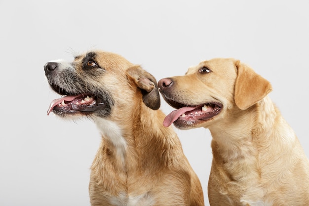 Par de dos perros mestizos expresivos posando en el estudio con fondo blanco.