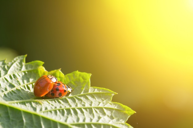Par de escarabajos copulan mariquitas en una hoja verde en los rayos dorados del sol poniente. El concepto de sexo, amor, relaciones.