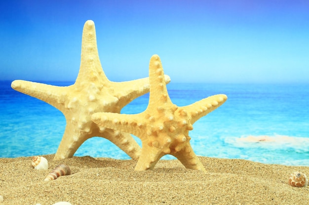 Par de estrellas de mar en la playa