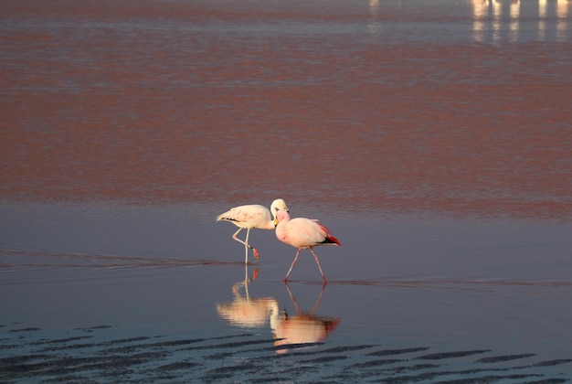 Par de flamencos en Laguna Colorada o Laguna Roja, lago salado en Eduardo Avaroa Fauna Andina