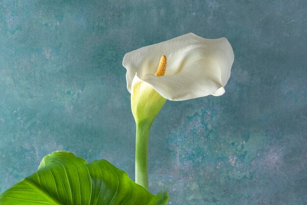 Par de flores llamadas calla o lirios aisladas en un fondo de color verdoso