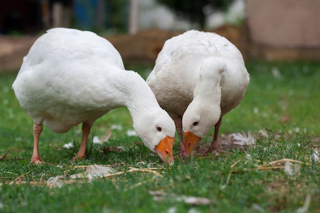 Un par de gansos blancos comen hierba en el patio.