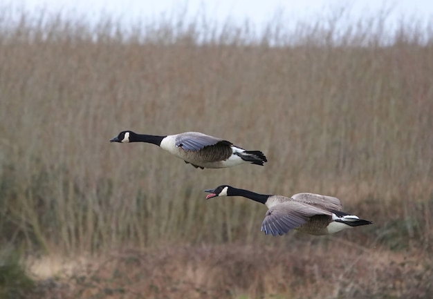 Par de gansos de Canadá en un campo de hierba seca alta, volando intensamente